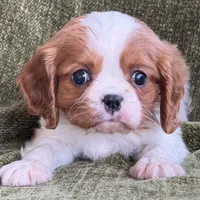 Marshall, a male Cavalier King Charles Spaniel for sale in Hardy, AR – Photo 1 of 6