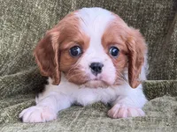 processed/90cf4e8e-6c9a-416f-af77-f1ec7d19d841/listing/982a1c27-46aa-47b3-9220-8a18e3a1df80/6430e1a7-4aba-47d2-b191-5543cb5ebfa1