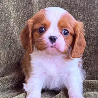 Marshall, a male Cavalier King Charles Spaniel for sale in Hardy, AR – Photo 5 of 6