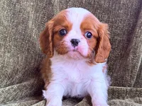 processed/90cf4e8e-6c9a-416f-af77-f1ec7d19d841/listing/982a1c27-46aa-47b3-9220-8a18e3a1df80/77936bdb-ac5c-4b0a-9edc-a519c8624cf1