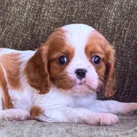 Marshall, a male Cavalier King Charles Spaniel for sale in Hardy, AR – Photo 3 of 6