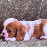 Marshall, a male Cavalier King Charles Spaniel for sale in Hardy, AR – Photo 4 of 6