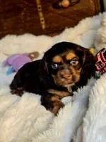 Sammy, a male Cocker Spaniel for sale in Hardy, AR – 4 of 10
