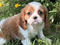 Lizzy, a female Cavalier King Charles Spaniel for sale in Hardy, AR – 3 of 5