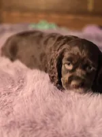 Juliette , a female Cocker Spaniel for sale in Hardy, AR – Photo 5 of 8