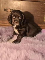 Juliette , a female Cocker Spaniel for sale in Hardy, AR – Photo 2 of 8