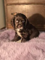 Juliette , a female Cocker Spaniel for sale in Hardy, AR – Photo 6 of 8