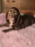 Juliette , a female Cocker Spaniel for sale in Hardy, AR – Photo 4 of 8