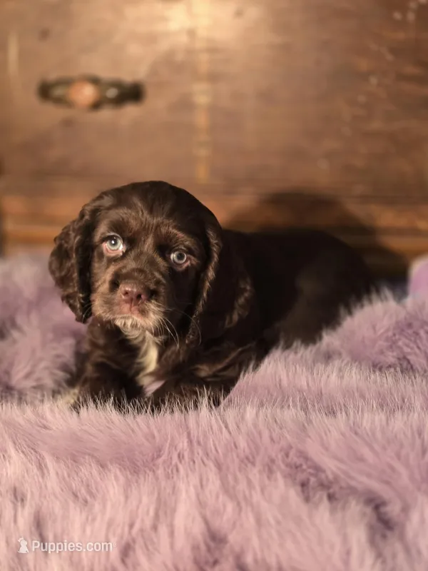 Juliette  – Cocker Spaniel puppy for sale in Hardy, AR