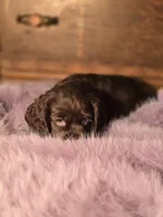 Juliette , a female Cocker Spaniel for sale in Hardy, AR – Photo 3 of 8