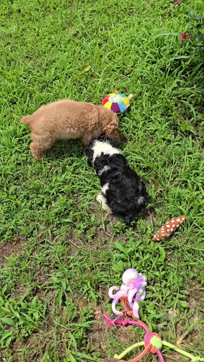 Panda, a female Cocker Spaniel for sale in Hardy, AR – 6 of 10