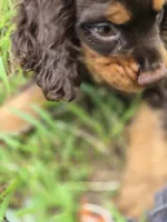 Cocoa, a male Cocker Spaniel for sale in Hardy, AR – 5 of 9