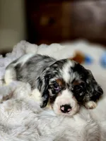 Cameron , a male Cocker Spaniel for sale in Hardy, AR – 2 of 9