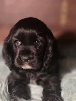 Snip, a female Cocker Spaniel for sale in Hardy, AR – 3 of 10