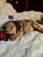 Cindy, a female Cocker Spaniel for sale in Hardy, AR – 5 of 9