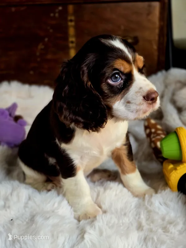 Rocket – Cocker Spaniel puppy for sale in Hardy, AR