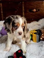 Princess , a female Cocker Spaniel for sale in Hardy, AR – 4 of 9