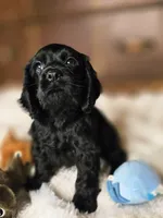 Midnight, a female Cocker Spaniel for sale in Hardy, AR – 4 of 8