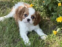 Ellie Mae, a female Cavalier King Charles Spaniel for sale in Hardy, AR – 6 of 6