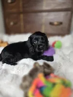 Cole, a male Cocker Spaniel for sale in Hardy, AR – 8 of 9