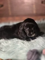 Snip, a female Cocker Spaniel for sale in Hardy, AR – 6 of 10