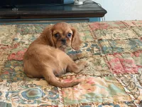 Spring, a female Cavalier King Charles Spaniel for sale in Hardy, AR – 2 of 4