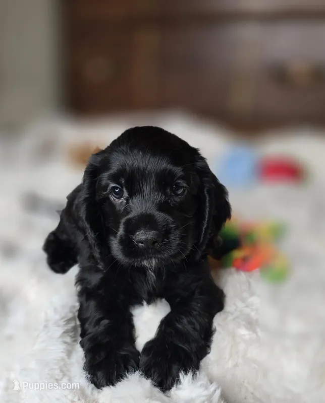 Cole – Cocker Spaniel puppy for sale in Hardy, AR