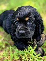 Happy, a female Cocker Spaniel for sale in Hardy, AR – 2 of 9