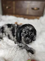 Mandy, a female Cocker Spaniel for sale in Hardy, AR – 3 of 10
