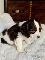 Moody, a male Cocker Spaniel for sale in Hardy, AR – 7 of 9