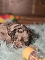 Mason, a male Cocker Spaniel for sale in Hardy, AR – 10 of 10