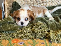 Maggie, a female Cavalier King Charles Spaniel for sale in Hardy, AR – 7 of 7