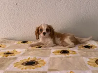 Maggie, a female Cavalier King Charles Spaniel for sale in Hardy, AR – 8 of 10