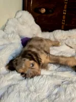 Cindy, a female Cocker Spaniel for sale in Hardy, AR – 3 of 9