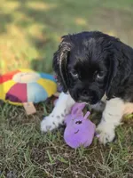 Flashy, a female Cocker Spaniel for sale in Hardy, AR – 5 of 10