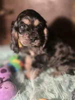 Marshall, a male Cocker Spaniel for sale in Hardy, AR – 3 of 10