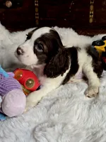 Moody, a male Cocker Spaniel for sale in Hardy, AR – 8 of 9