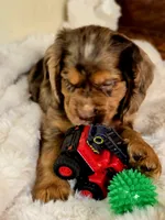 Heath, a male Cocker Spaniel for sale in Hardy, AR – 6 of 9