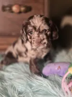 Jade, a female Cocker Spaniel for sale in Hardy, AR – 8 of 9