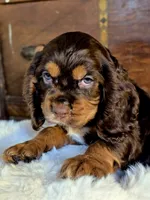 Holly, a female Cocker Spaniel for sale in Hardy, AR – 4 of 10