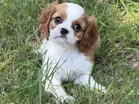 Ellie Mae, a female Cavalier King Charles Spaniel for sale in Hardy, AR – 3 of 6
