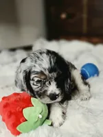 Izzy , a female Cocker Spaniel for sale in Hardy, AR – 6 of 10