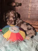 Willow, a female Cocker Spaniel for sale in Hardy, AR – 2 of 10