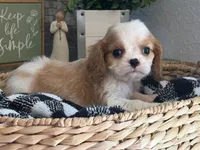 Maddie , a female Cavalier King Charles Spaniel for sale in Hardy, AR – 3 of 5