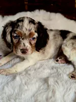 Sassy, a female Cocker Spaniel for sale in Hardy, AR – 2 of 9