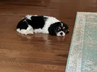 Shiloh, a male Cavalier King Charles Spaniel for sale in Hardy, AR – 4 of 5