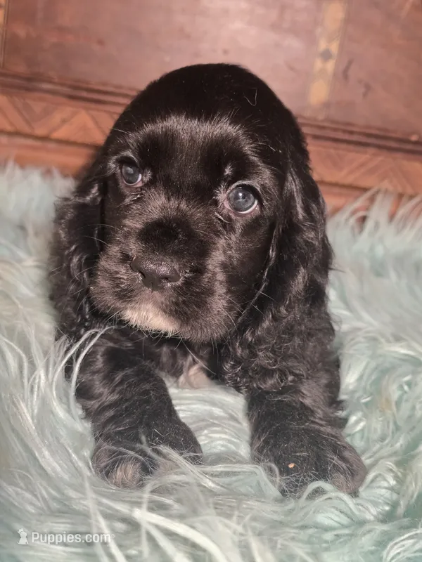 Snip – Cocker Spaniel puppy for sale in Hardy, AR