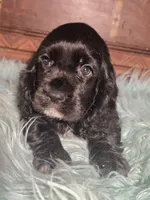 Snip, a female Cocker Spaniel for sale in Hardy, AR – 1 of 10