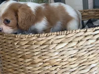 Annie, a female Cavalier King Charles Spaniel for sale in Hardy, AR – 4 of 5