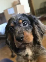 Beautiful Girl, a female Cocker Spaniel for sale in Hardy, AR – 3 of 10